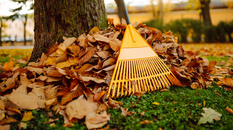 A pile of vibrant fall leaves with a yellow rake leaning against a tree