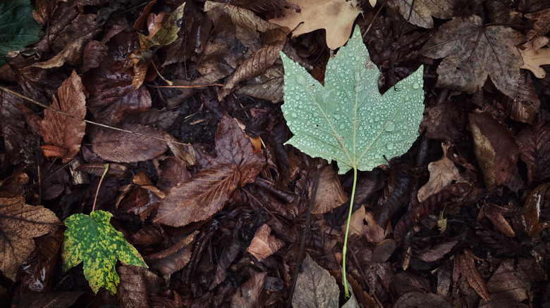 A ground cover of decomposing wet leaves