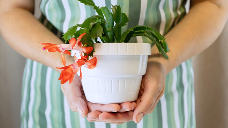 Thanksgiving cactus in a white pot while someone wearing a blue/white/green striped dress holds it in their outstretched hands