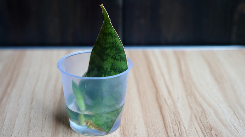 snake plant cutting in water cup