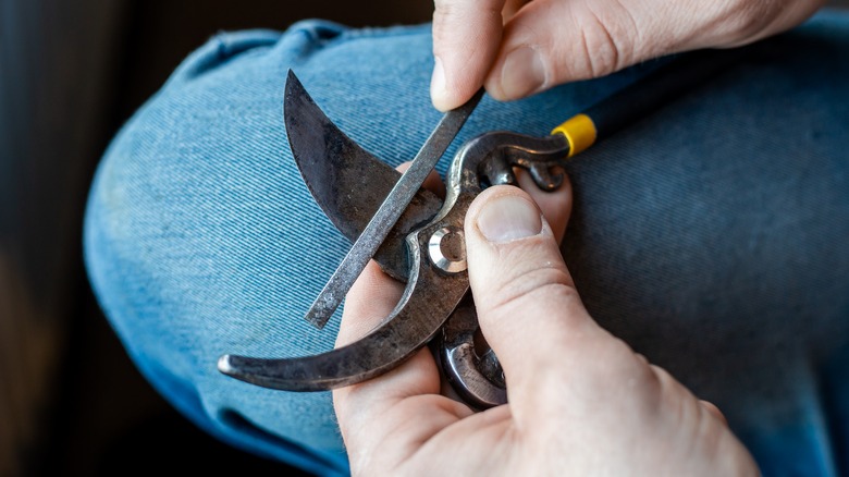 A filing tool is being run down the length of some rusty, used garden shears.