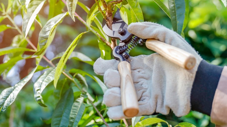 A set of gloved hands uses garden shears to trim the branch off of a plant.