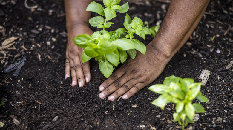 closeup of hands putting a plant in soil