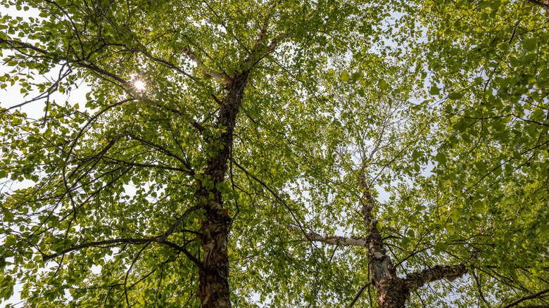 River birch tree branches