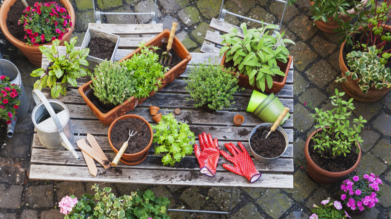 A variety of herbs and gardening tools on a wooden table. Potted plants surround the table on a cobblestoned patio.