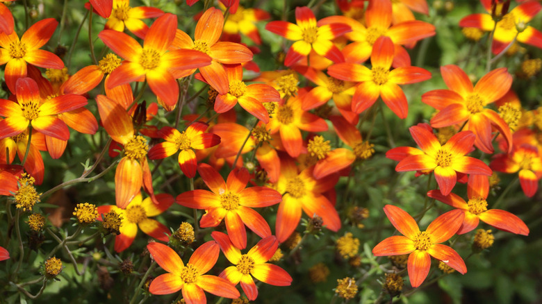 Bidens ferulifolia Beedance Painted Red