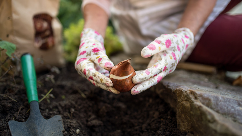 Person planting a tulip bulb in the ground