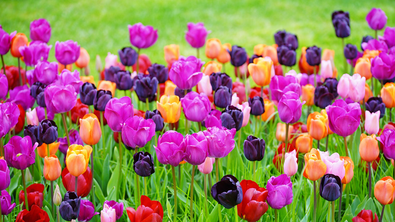 Purple, orange, and red tulips planted in the ground