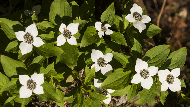 White flowering bunchberry sits in a partially shady environment.