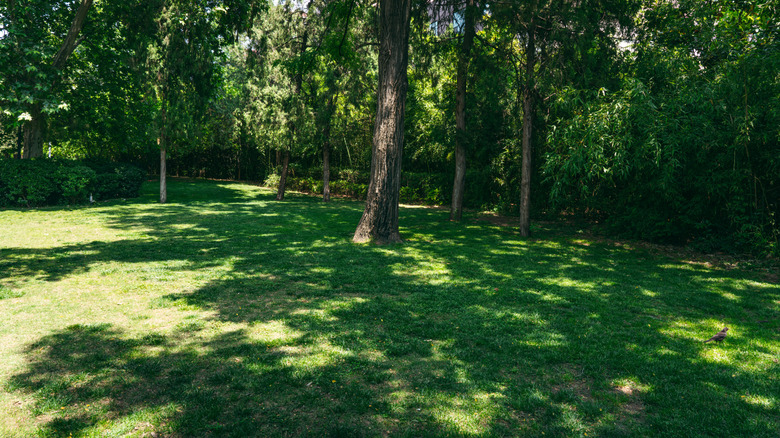 shady lawn in someone's backyard where tree trunks and shadows are present on the grass