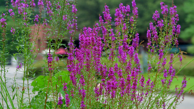 purple loosestrife in a yard