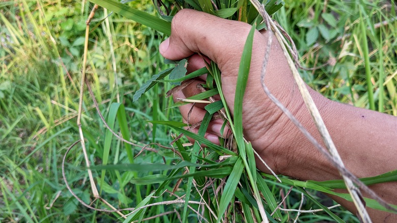 hands pulling up grass from the lawn