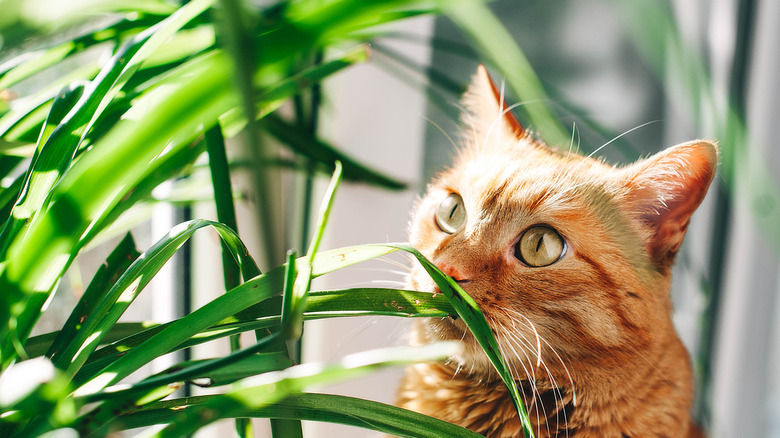 cat is eating a plant