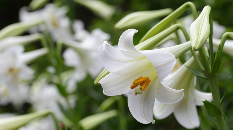 Close up image of an Easter lily