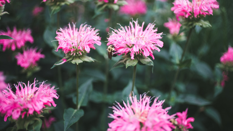 Pink bee balm in a midsummer garden