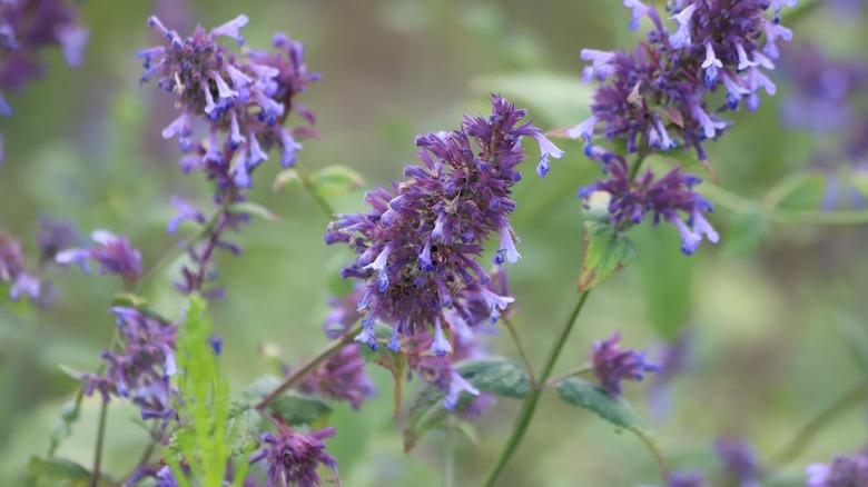 Purple catmint (nepeta cataria) in a gartden