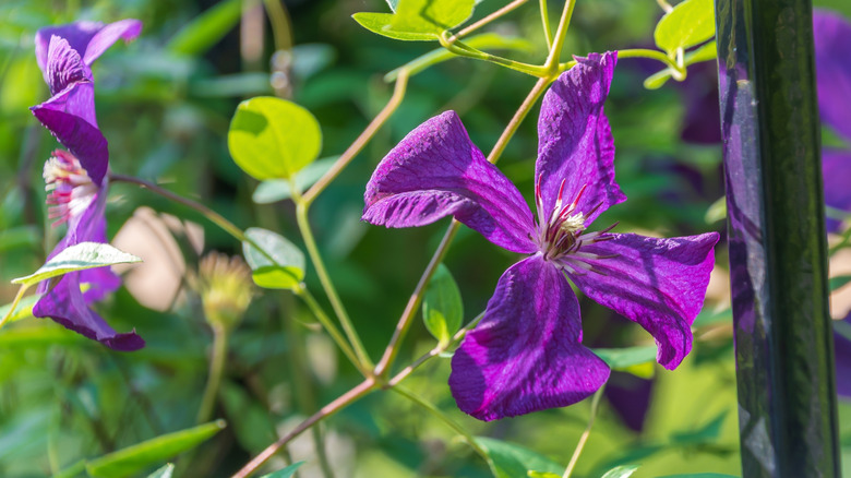 Purple clematis (Clematis viticella) in a garden