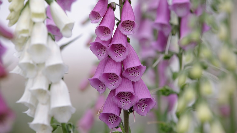 Common foxglove (Digitalis purpurea) in a garden