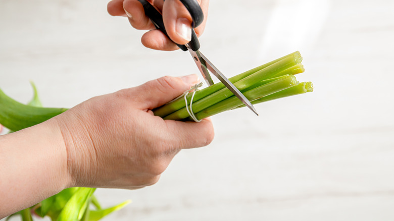 person cutting fresh flower stems