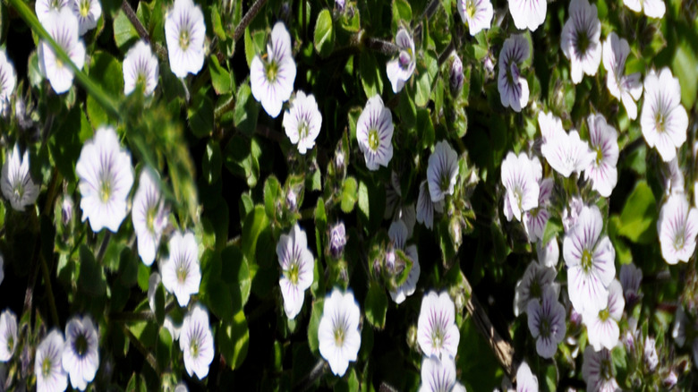 closeup of baby's breath flowers