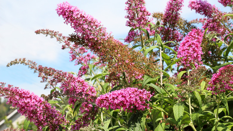 closeup of butterfly bush with pink flowers and green leaves