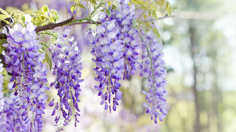 chinese wisteria blooms