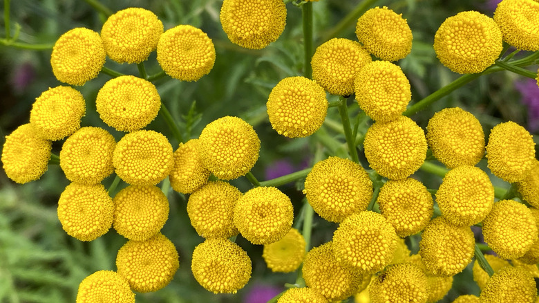 closeup of yellow common tansies