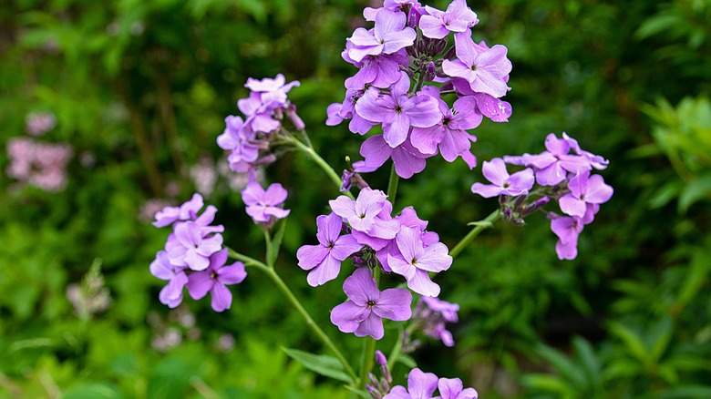 closeup of Dame's rocket flowers