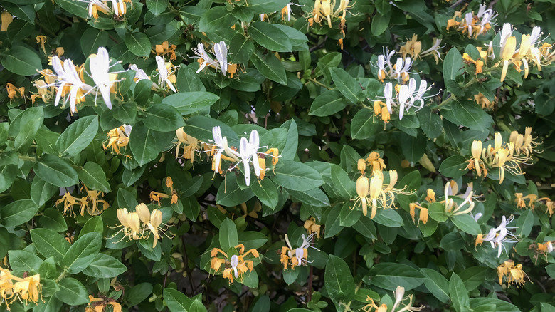 Japanese honeysuckle flowers and leaves up close