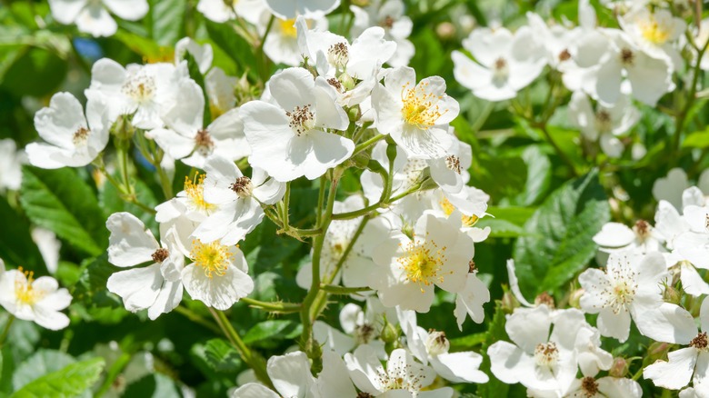 closeup of white Japanese rose flowers with yellow centers