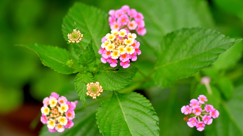 closeup of largeleaf lantana with tiny pink and yellow petals