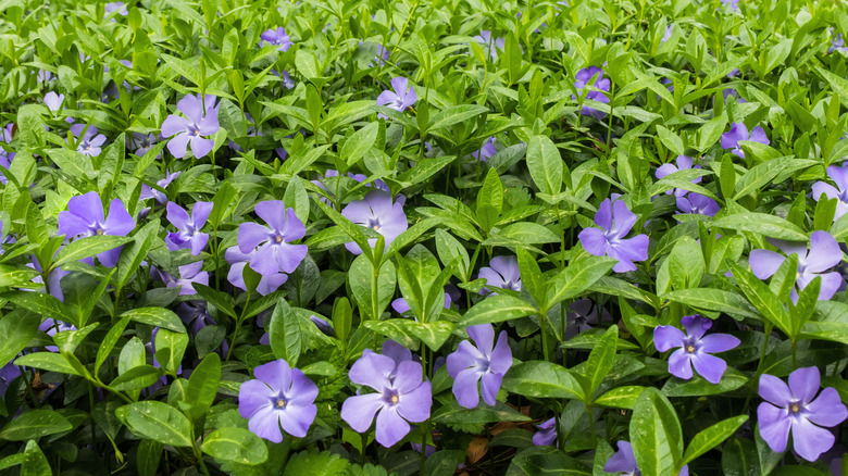 blue-purple periwinkle flowers in garden