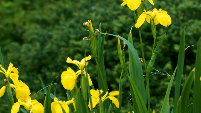 closeup of yellow iris