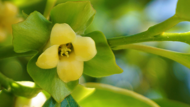 Yellow persimmon flower