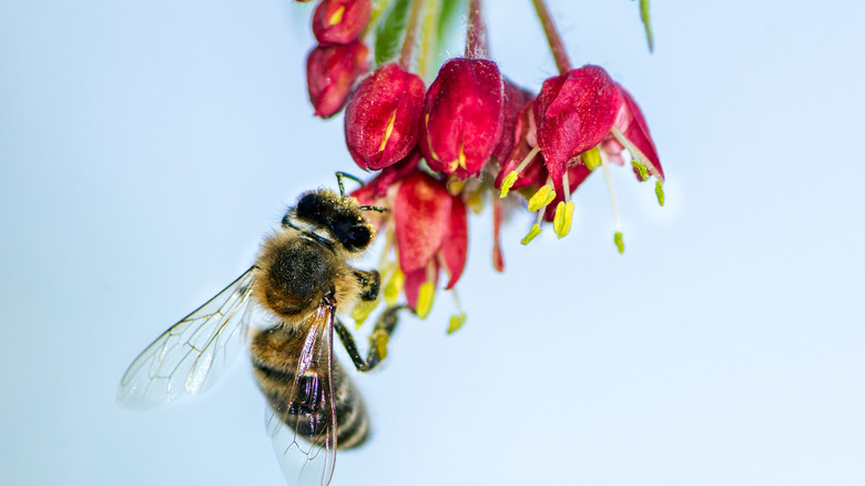 Bee on Japanese Maple bloom