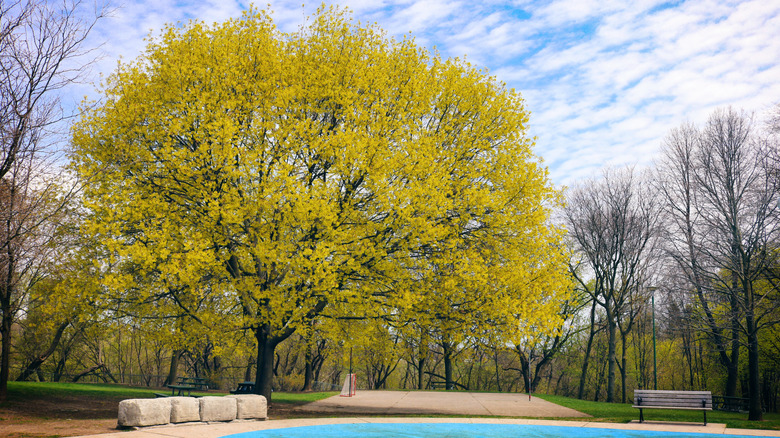 Maple tree in bloom