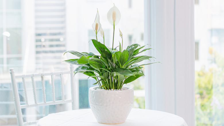 Peace lily by a window in an urban setting