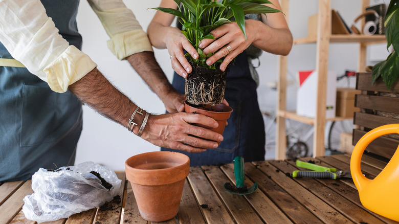 Re-potting a peace lily into a slightly larger