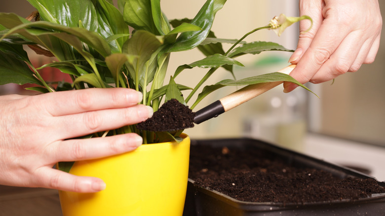 Adding soil to a peace lily pot