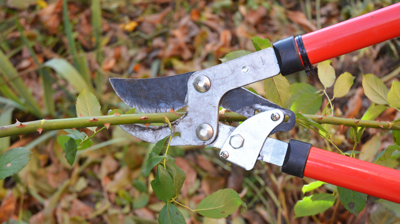 close up of pruning shears cutting rose plant