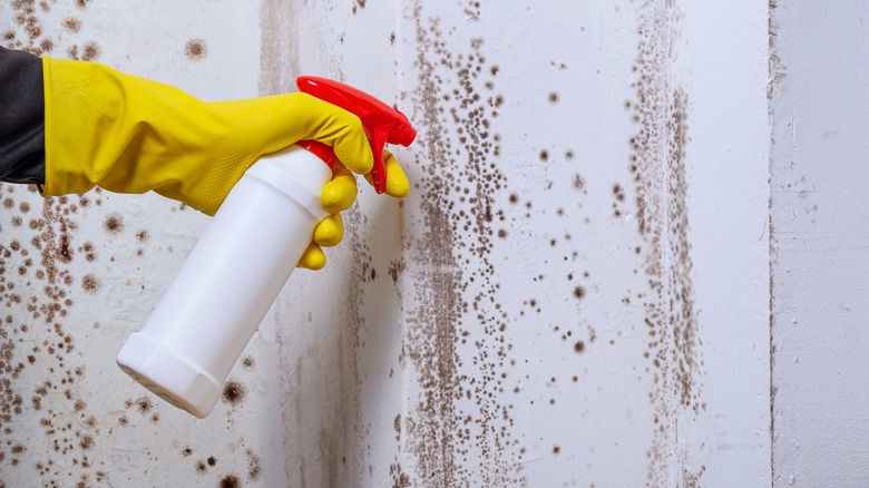 Someone wearing a yellow glove is spraying a spray bottle on a moldy white wall.