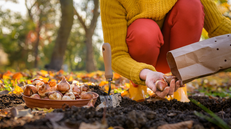 Someone in red pants and a yellow sweater plants tulip bulbs in the soil.