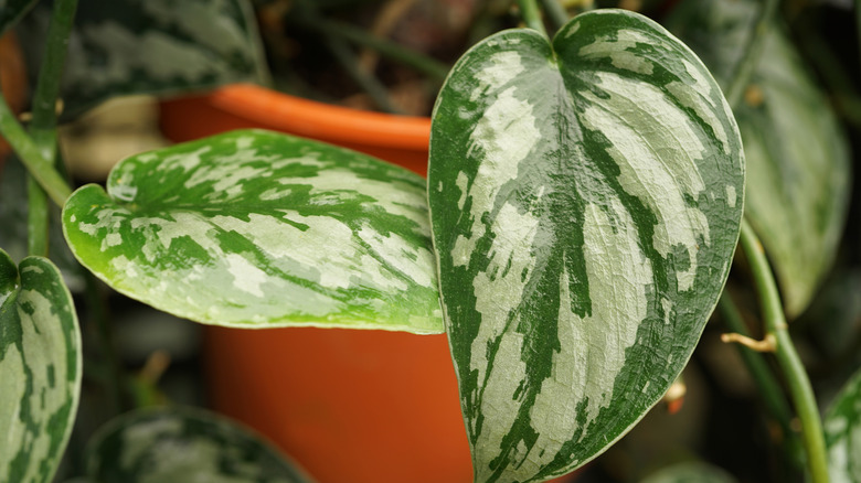 Close-up of the silvery leaves of a scindapsus pictus "argyraeus" in a clay pot.