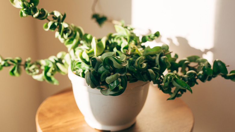 The tightly wound leaves of a hoya compacta plant growing in all directions. The plant is in a white pot, sitting on a wooden stool.