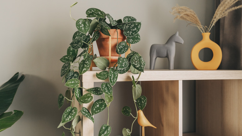 A potted vining plant cascading down the side of a pale wooden bookshelf