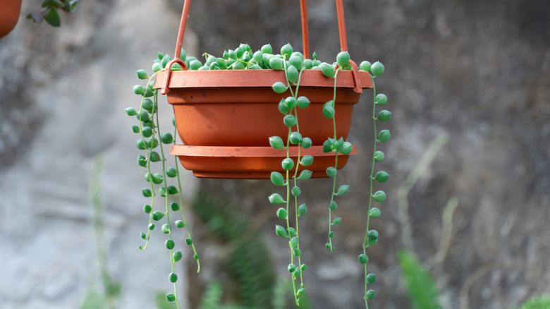 A hanging clay pot filled with a cascading string of pearls succulent.