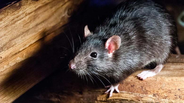 roof rat on wood