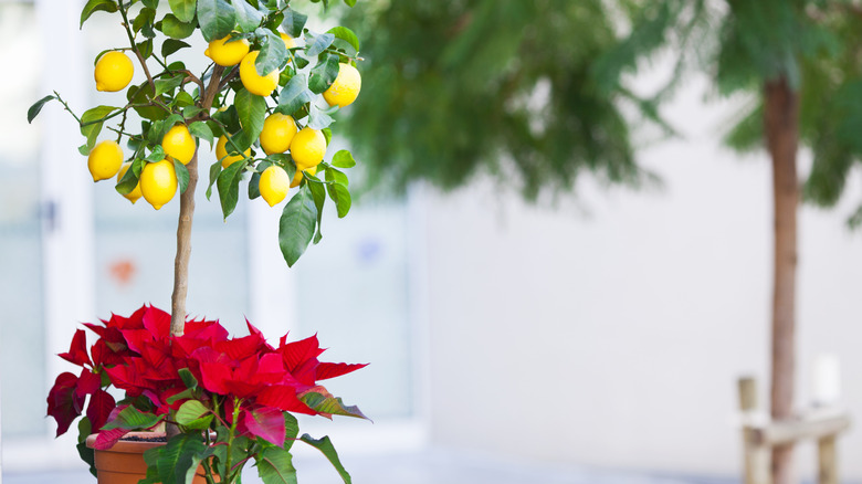 lemon tree in container next to poinsettia plant