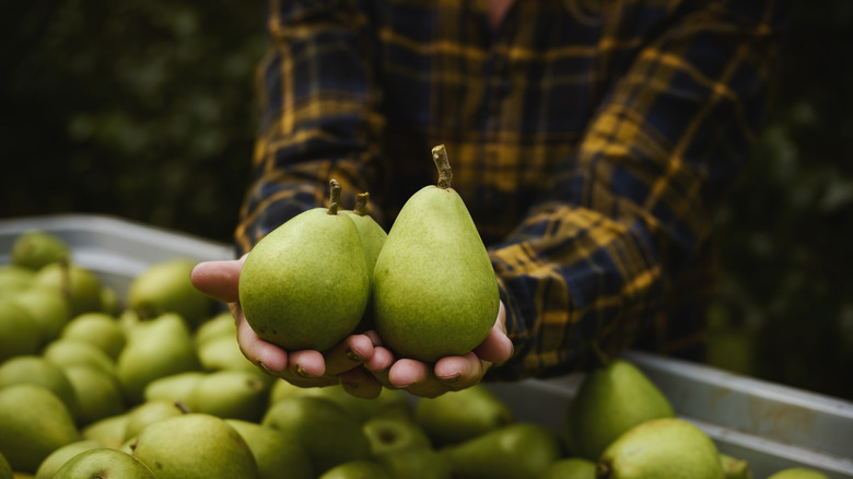 person holding up pears