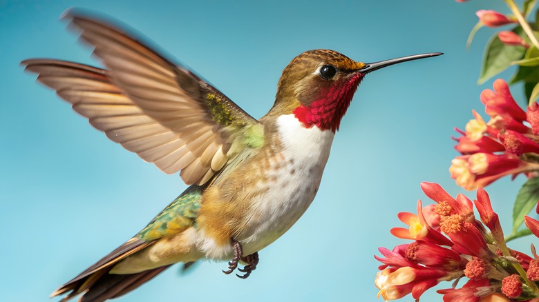 close up of hummingbird and flowers